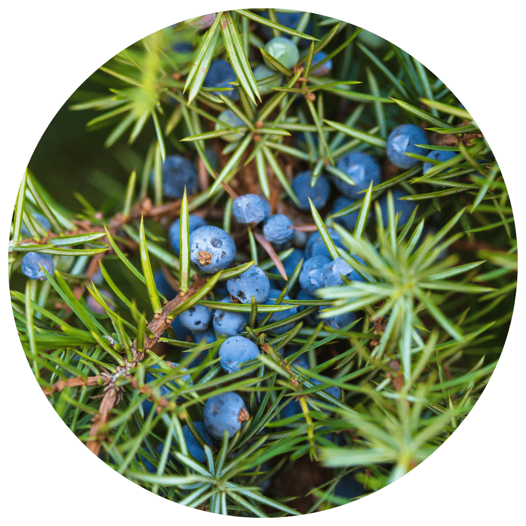 Juniper Berries